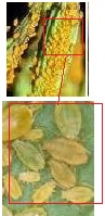 A picture of Aphids under magnification.