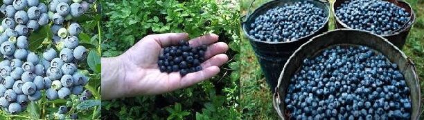 Blueberries and Blueberry Plants