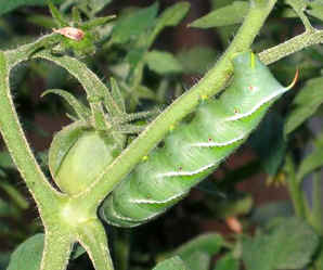 A picture of hornworms on a leaf
