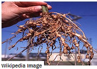 Damage caused by Root Knot nematodes to eggplant root system
