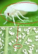 magnification of a single whitefly within a swarm